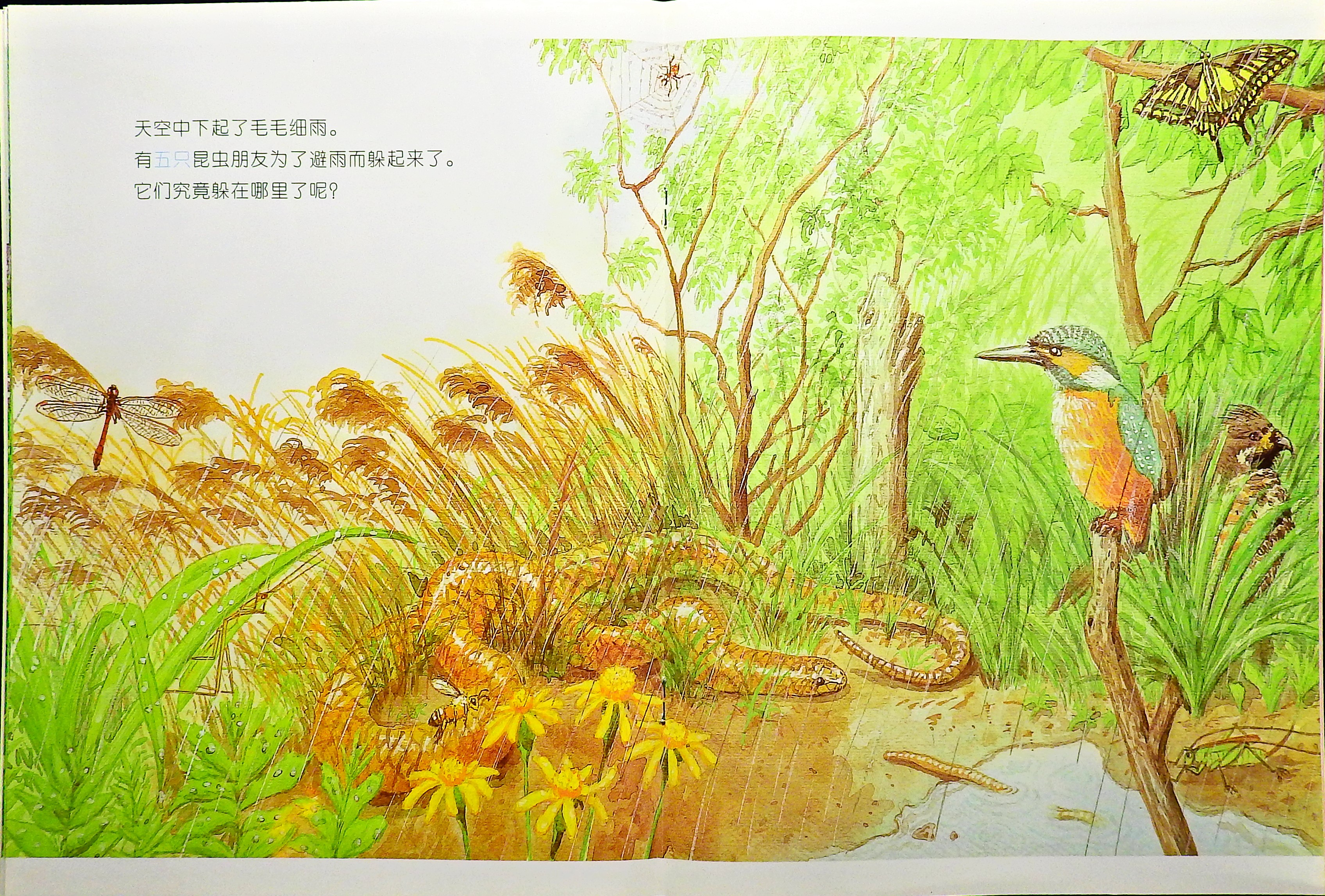 快来找我吧 (07),绘本,绘本故事,绘本阅读,故事书,童书,图画书,课外阅读